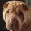 Shar-Pei Titus
