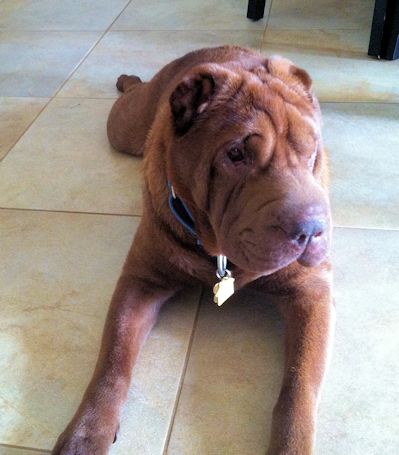 Shar-Pei Picture - Truffles