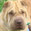 Shar-Pei Vincent
