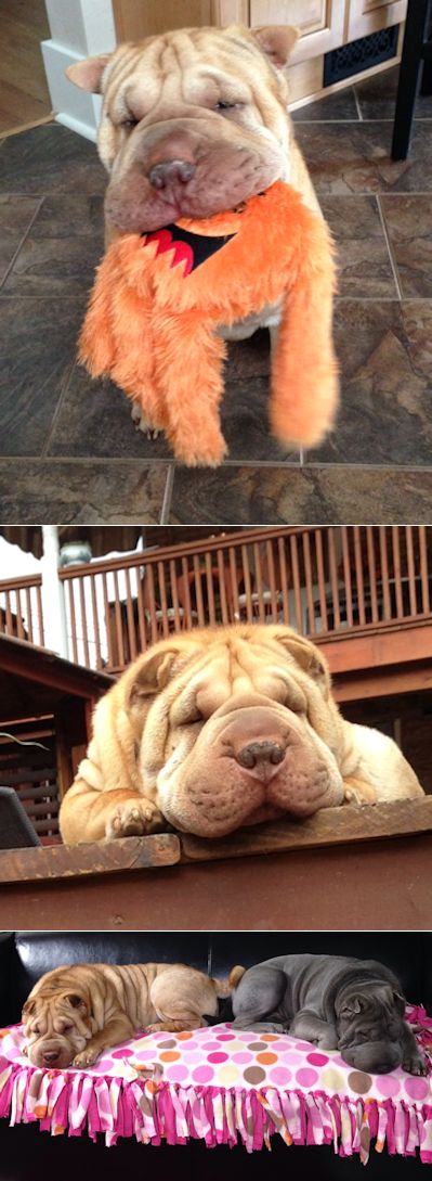 Shar-Pei Picture - Vincent