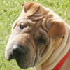 Shar-Pei Willow
