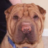 Shar-Pei Winston