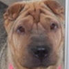 Shar-Pei Wrinkles