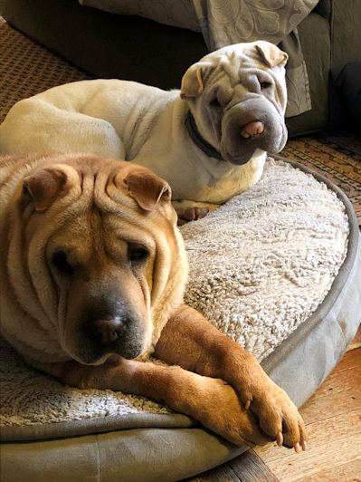 Chinese Shar-Pei Yang and Maggie