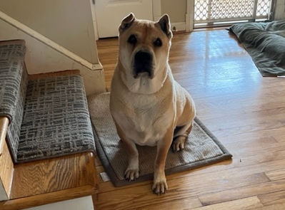 Chinese Shar-Pei Yuno