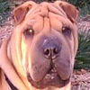 Shar-Pei Zeke