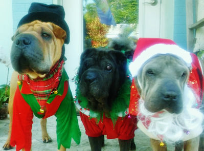 Chinese Shar-Pei Zeke