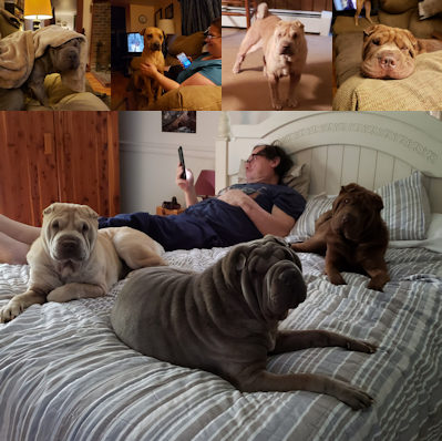 Chinese Shar-Pei Zennie, Lexie, Nellie and Zeus