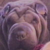 Shar-Pei Zenzhu