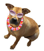 Beach Party Fundraiser