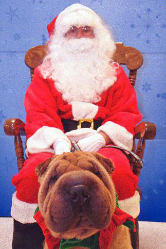 Shar-Pei Rescue - Meeko