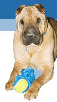 Shar Pei Rescue