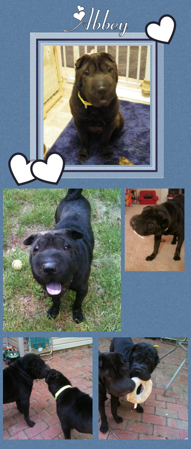 Female Shar-Pei - Abbey