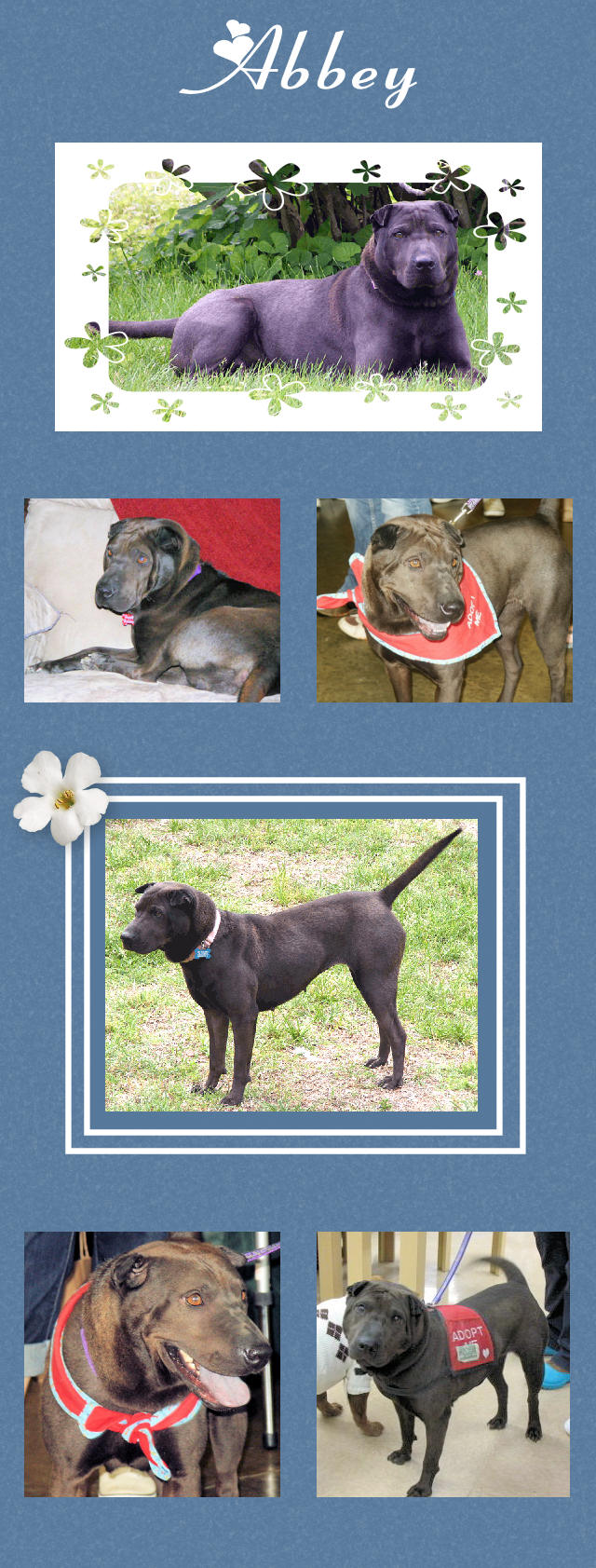 Abbey - Female Shar-Pei