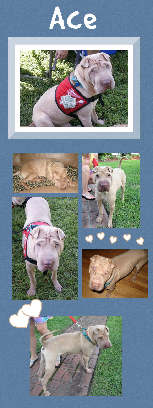 Male Shar-Pei - Ace