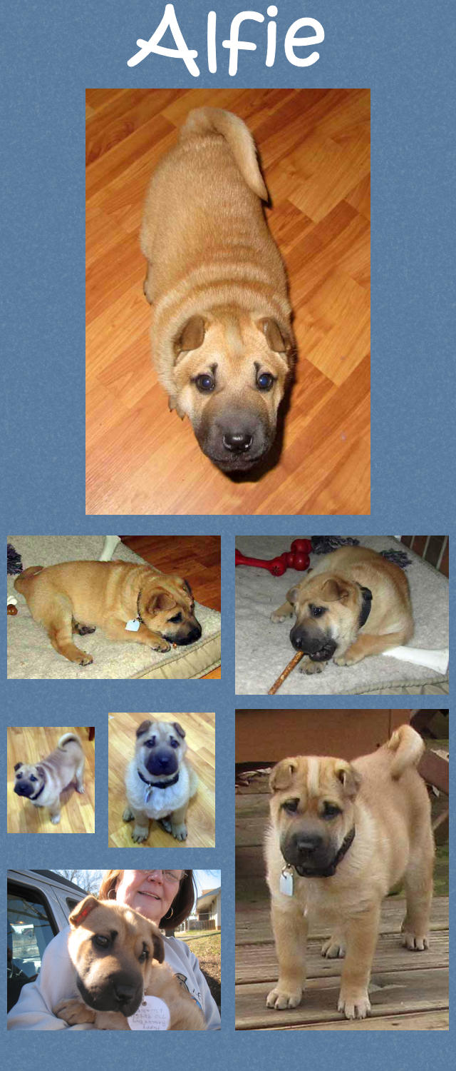 Male Shar-Pei Puppy - Alfie