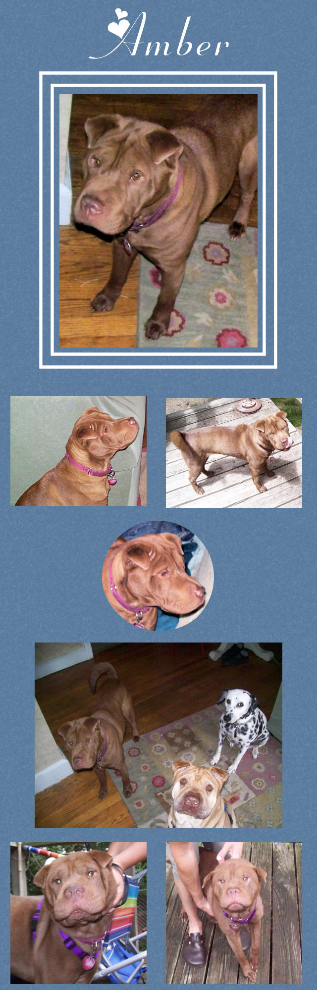 Female Shar-Pei - Amber