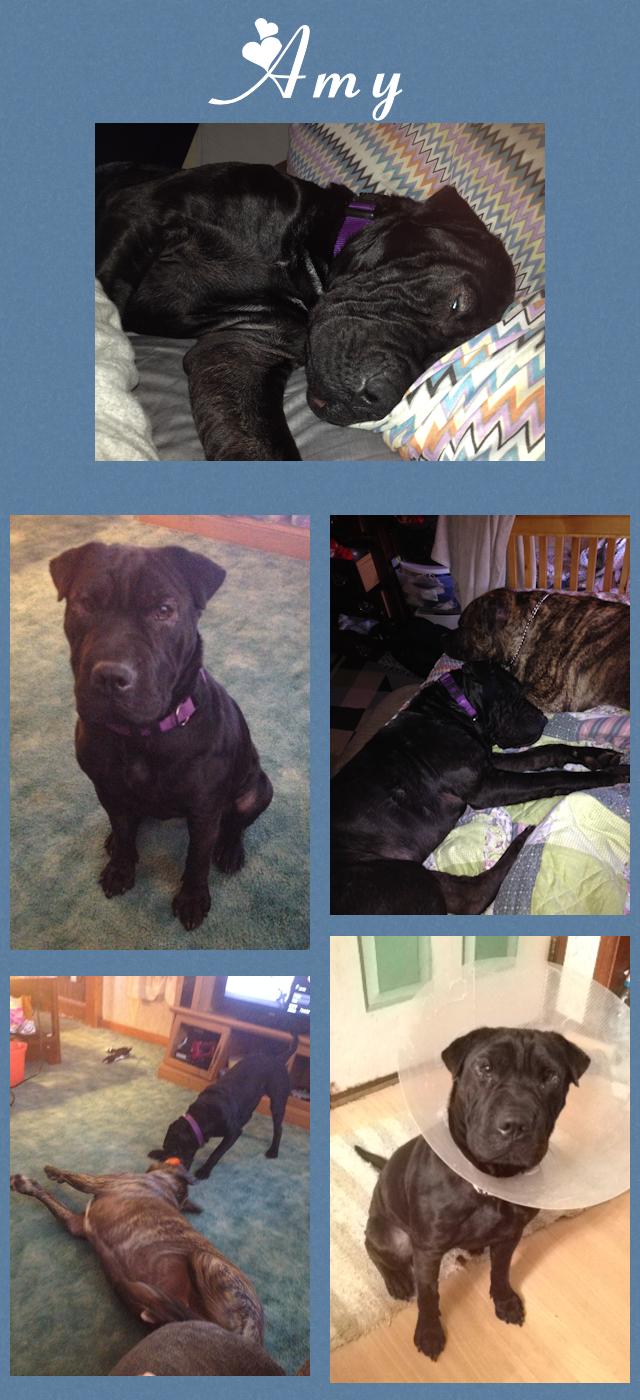 Chinese Shar-Pei - Amy