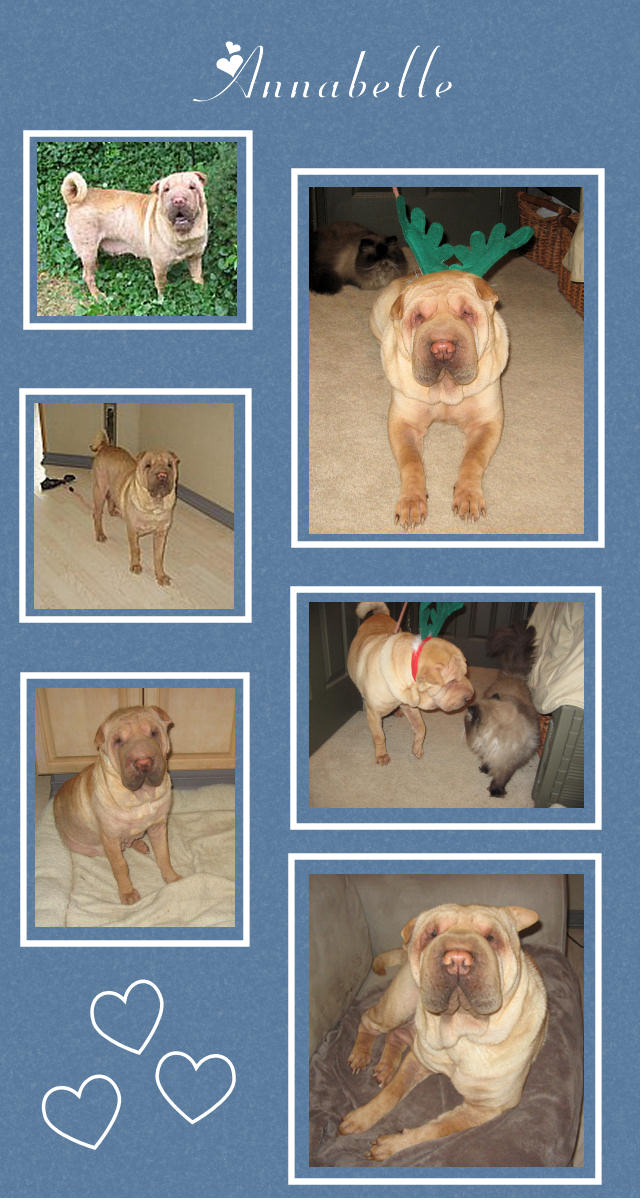 Female Shar-Pei - Annabelle
