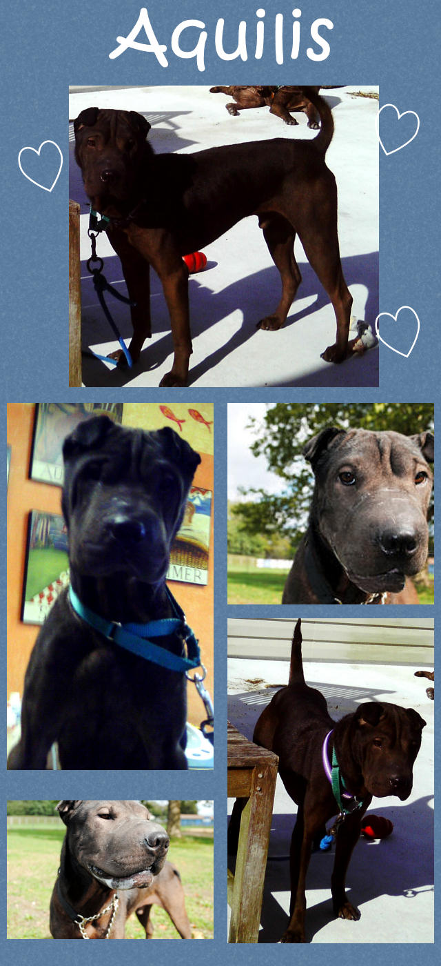 Male Shar-Pei - Willis