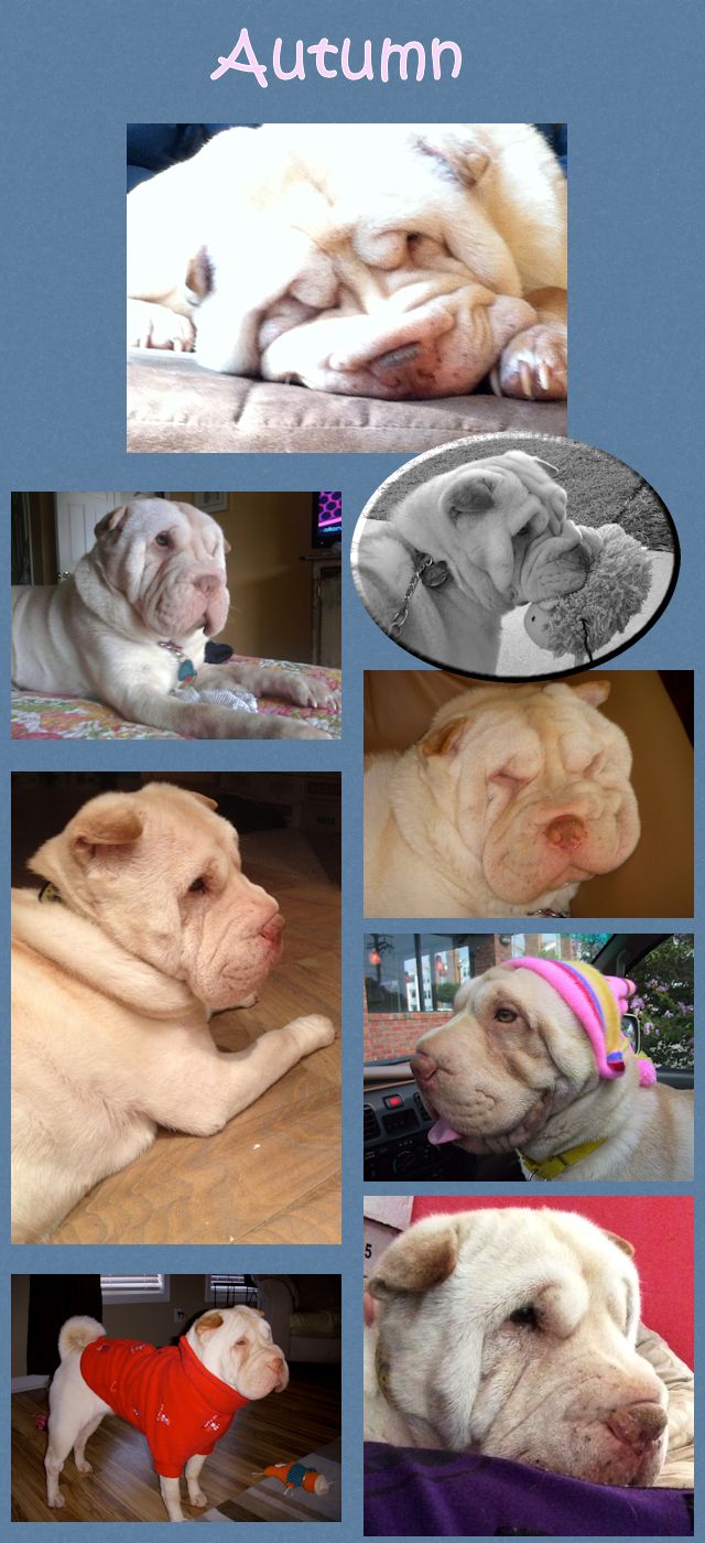 Chinese Shar-Pei - Autumn