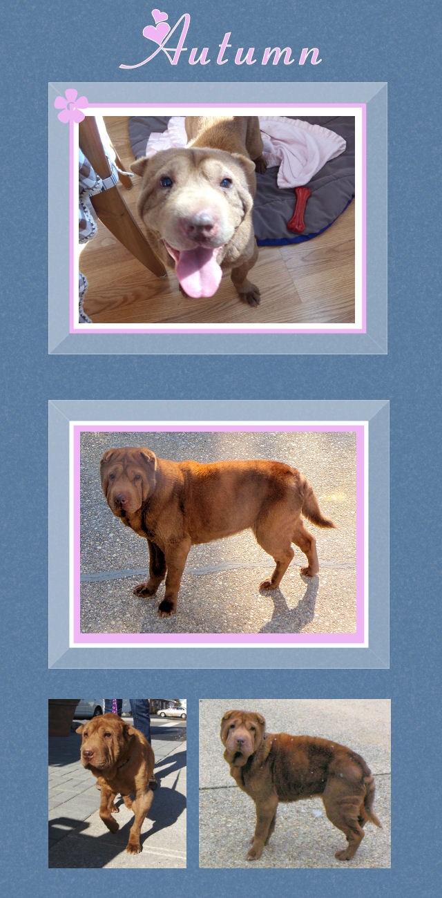 Autumn NJ - Female Shar-Pei