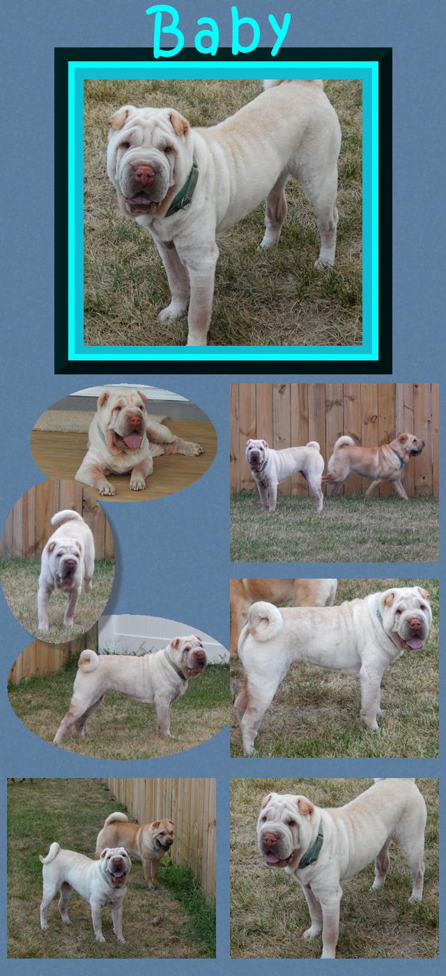 Cream Brush coat Chinese Shar-Pei - Baby