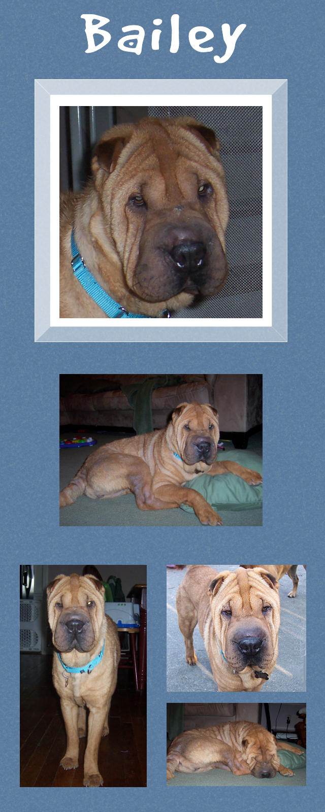 Female Shar-Pei - Bailey