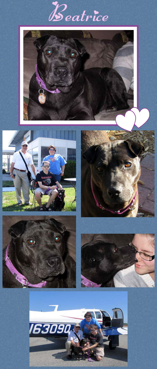 Female Shar-Pei - Beatrice