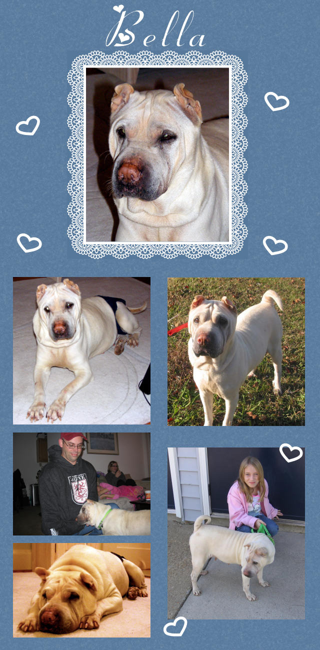 Female Shar-Pei - Bella