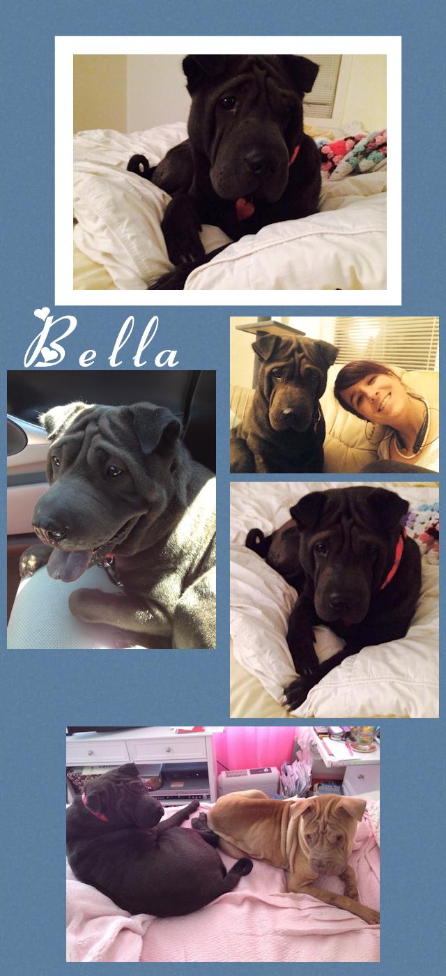 Blue Female Chinese Shar-Pei - Bella