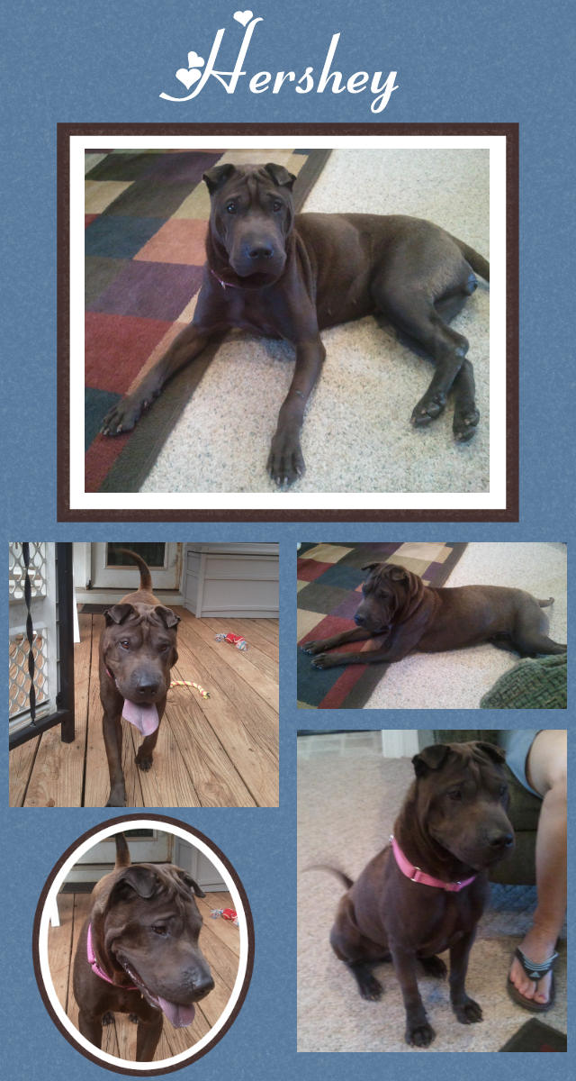 Female Shar-Pei - Hershey