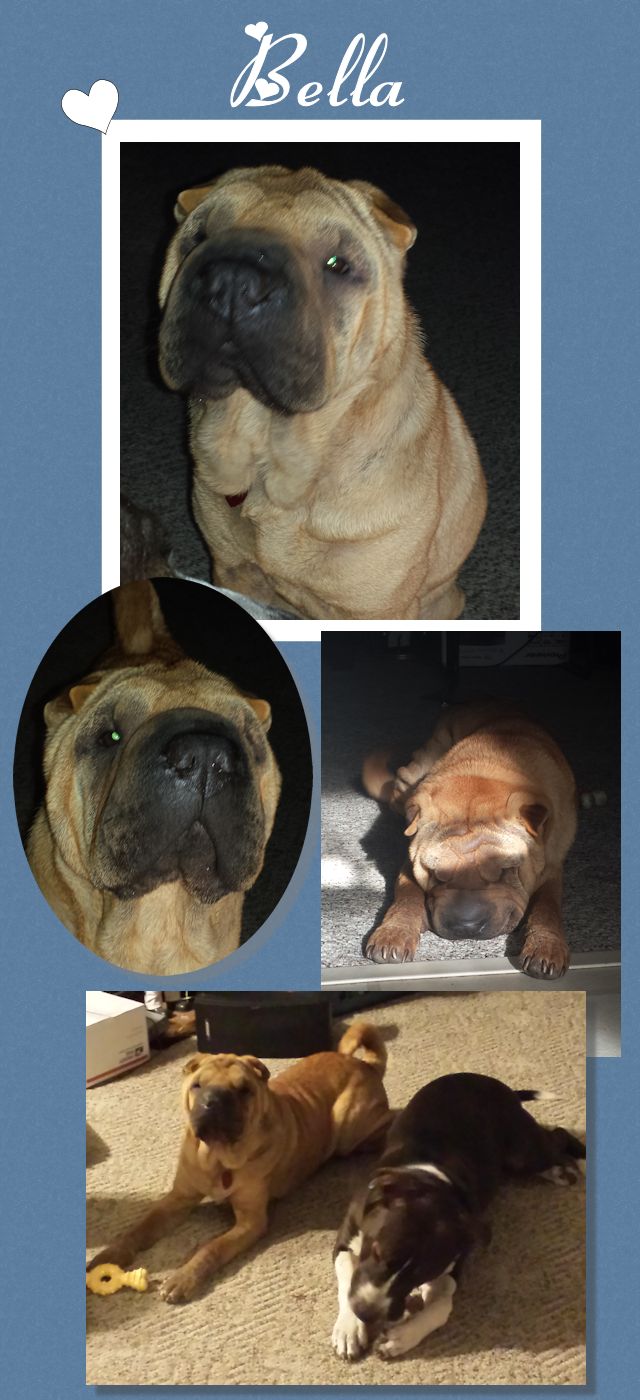 Shar-Pei - Bella