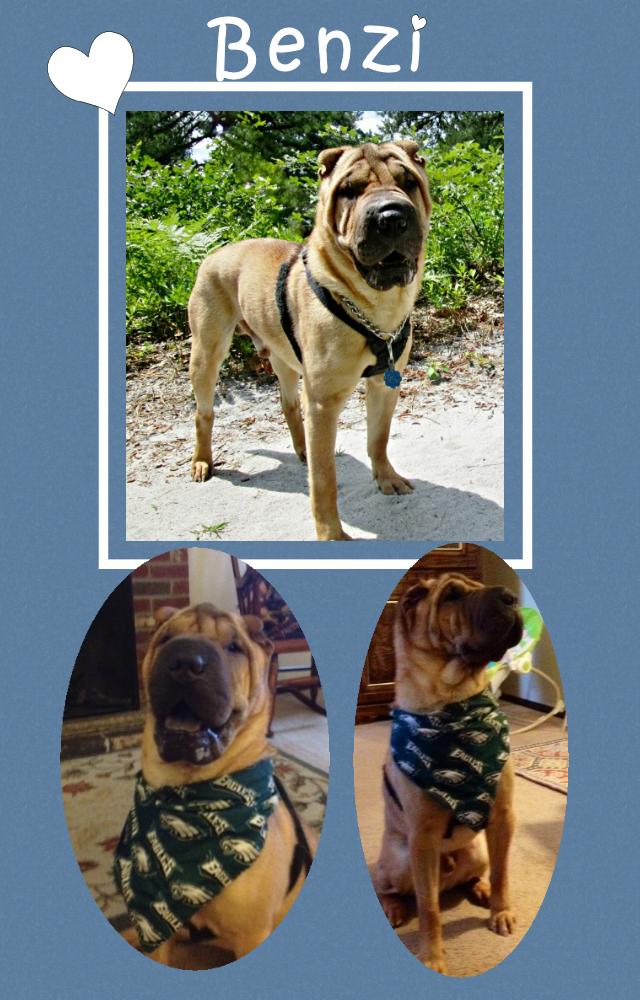 Chinese Shar-Pei - Benzi