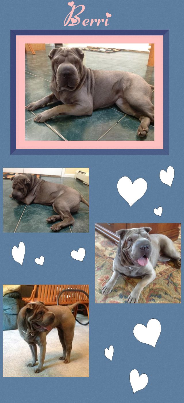 Chinese Shar-Pei - Berri