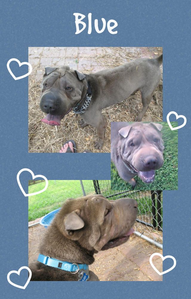 Male Shar-Pei - Billy Jack