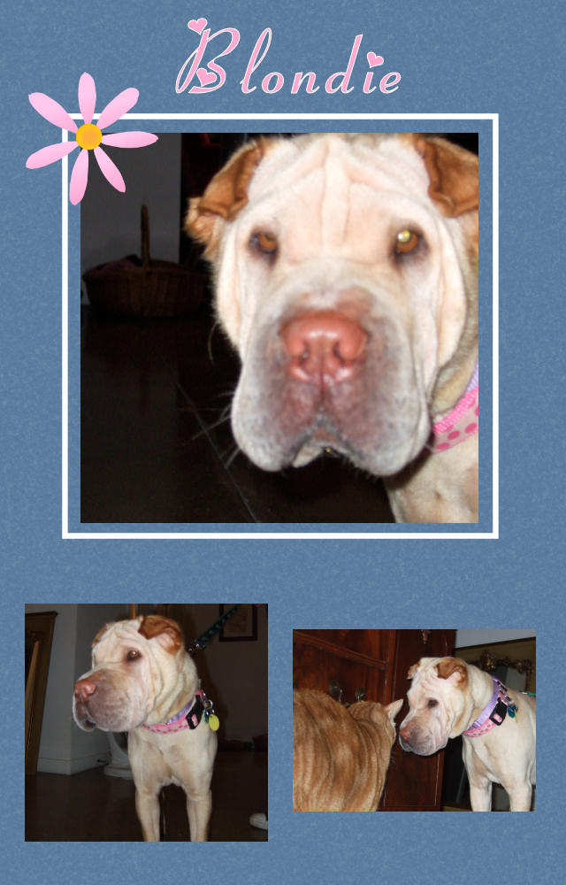 Blondie Female Shar-Pei