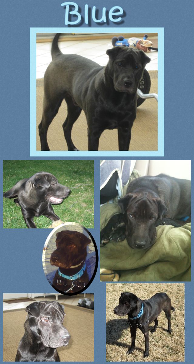 Chinese Shar-Pei - Blue