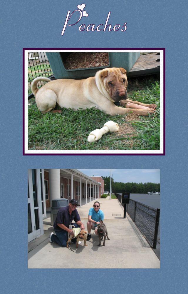 Female Shar-Pei - Peaches