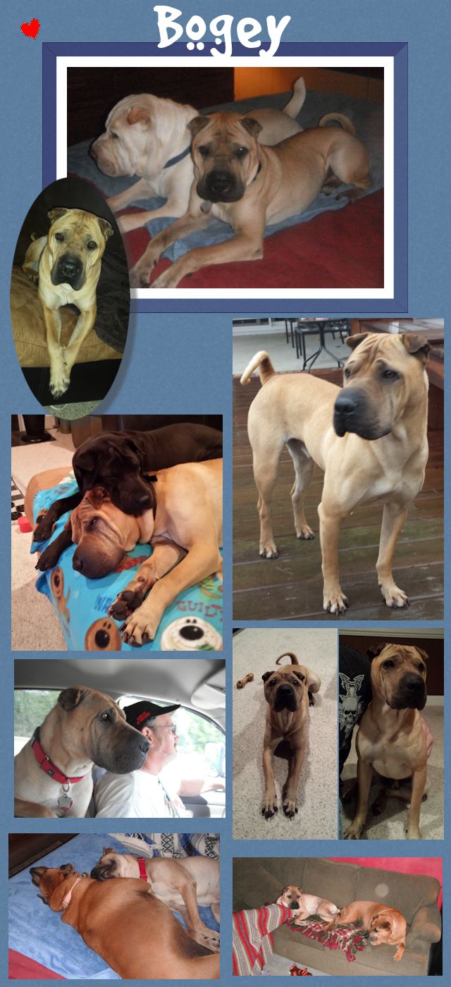 Chinese Shar-Pei - Bogey