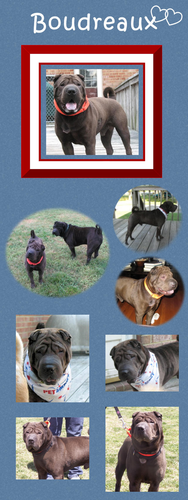 Boudreaux - Male Chinese Shar-Pei