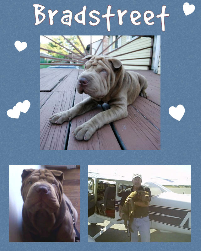 Male Shar-Pei Puppy - Bradstreet