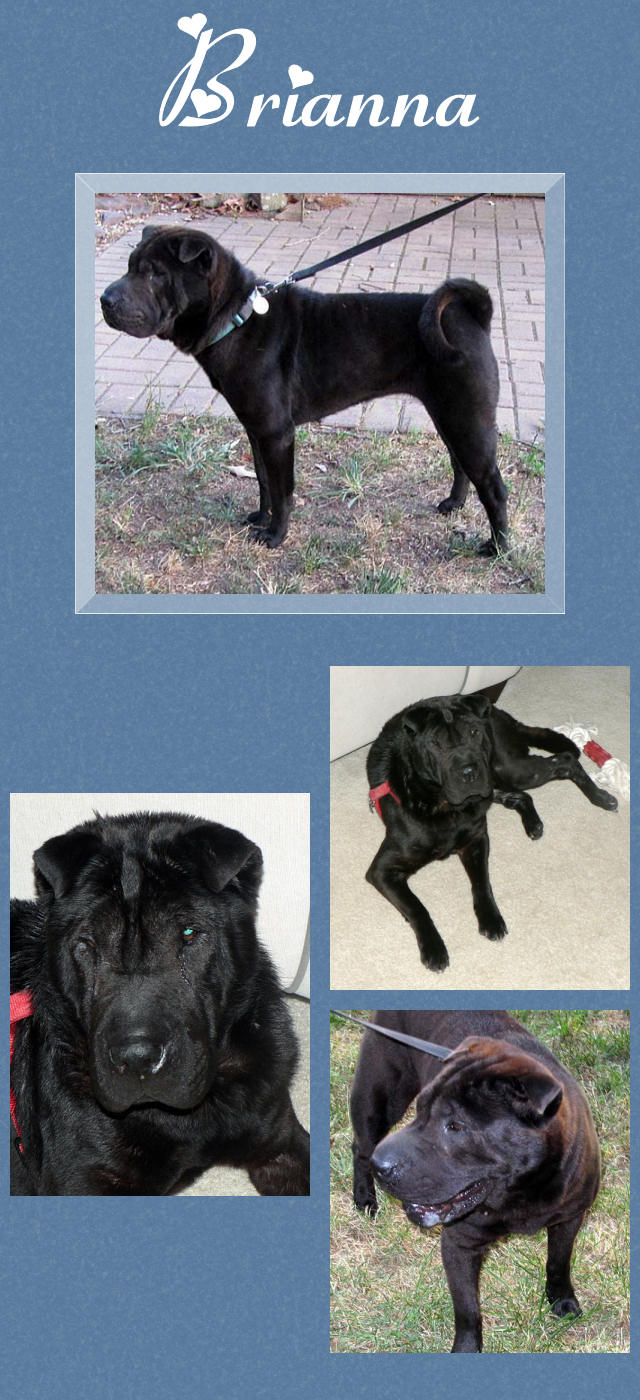 Female Shar-Pei - Brianna