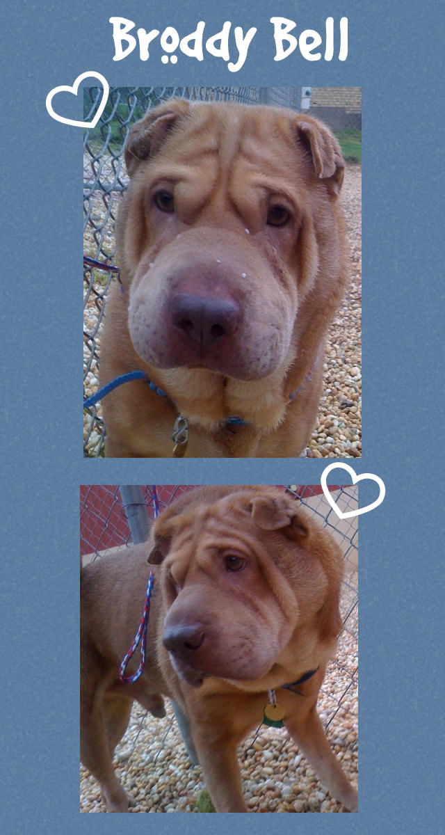 Chinese Shar-Pei - Broddy Bell