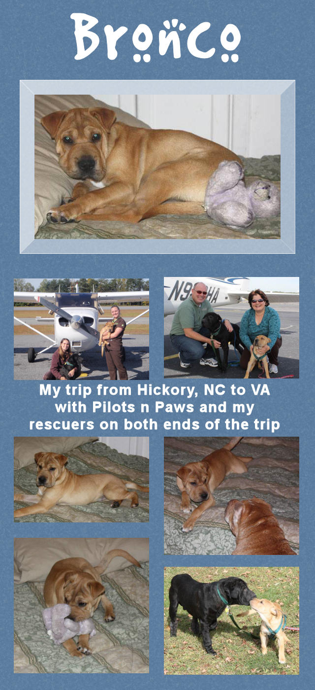 Male Shar-Pei Puppy - Bronco