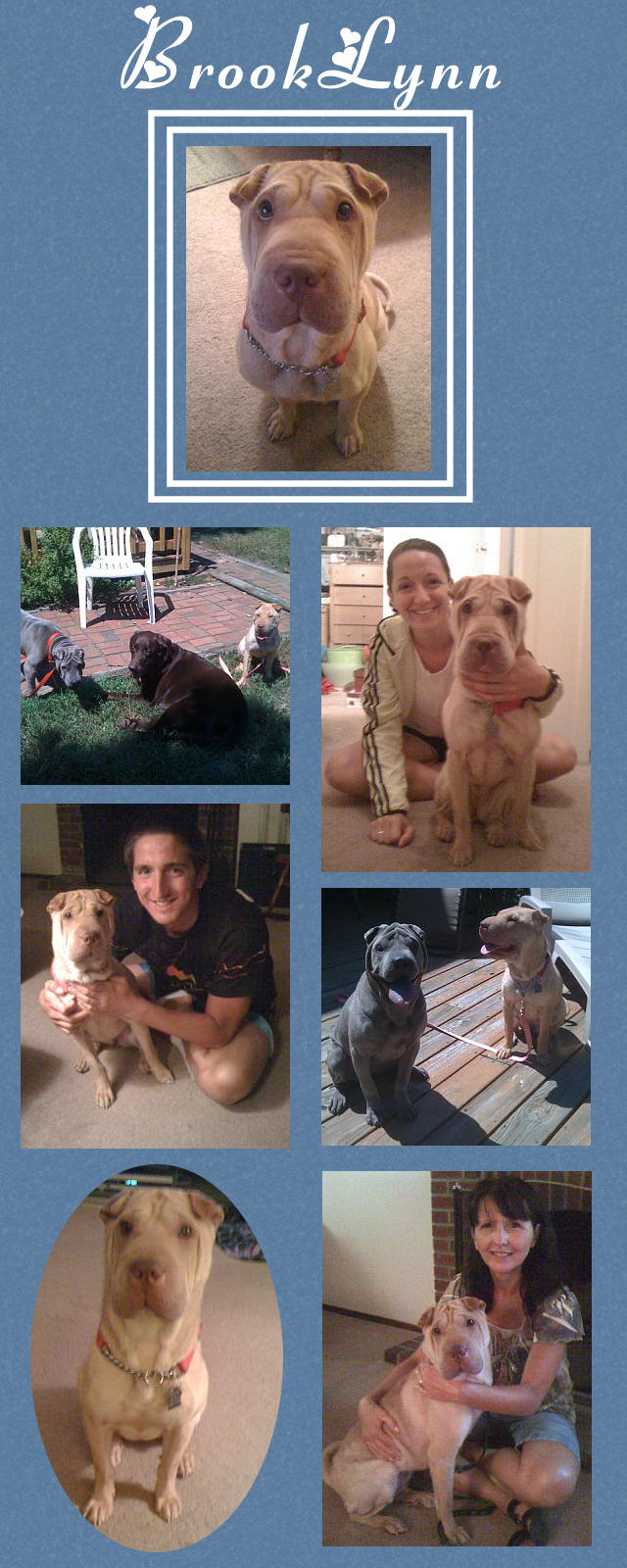 Female Shar-Pei - BrookLynn