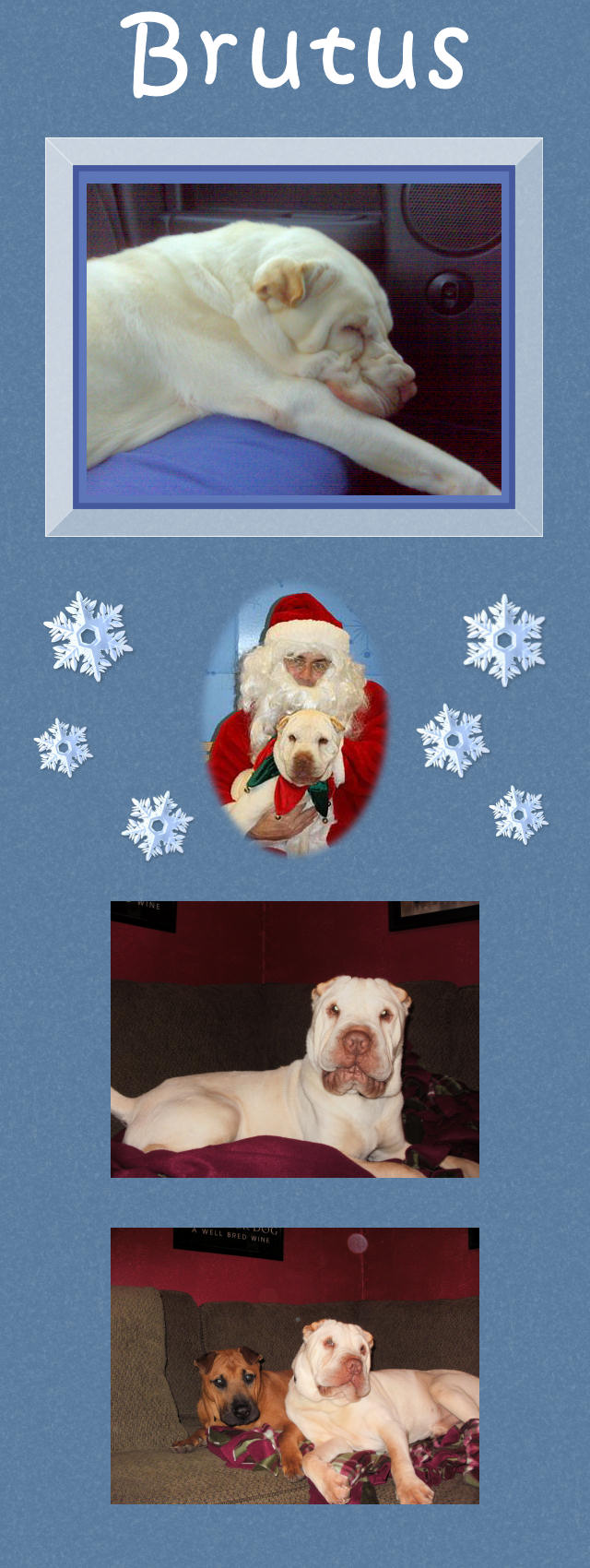 Brutus - Male Shar-Pei