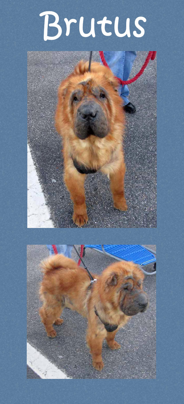 Male Bearcoat Shar-Pei - Brutus