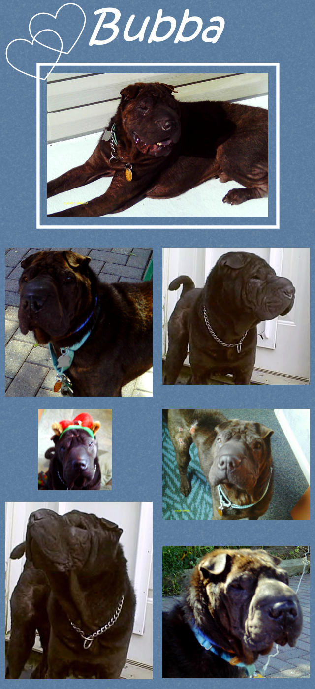 Male Shar-Pei - Bubba