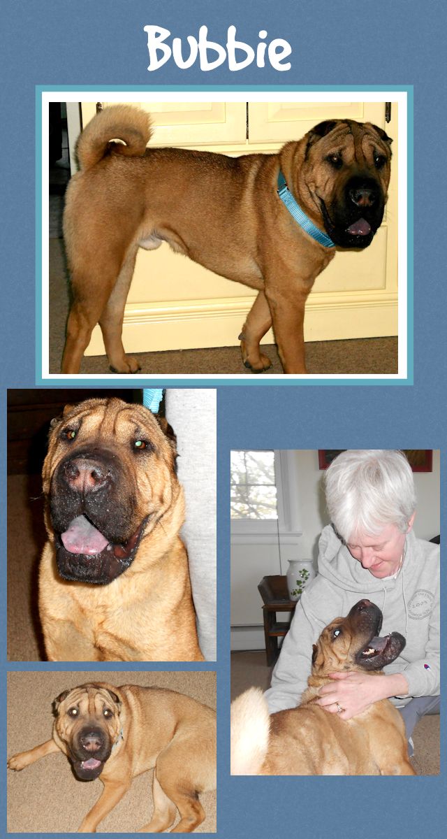 Chinese Shar-Pei - Bubbie